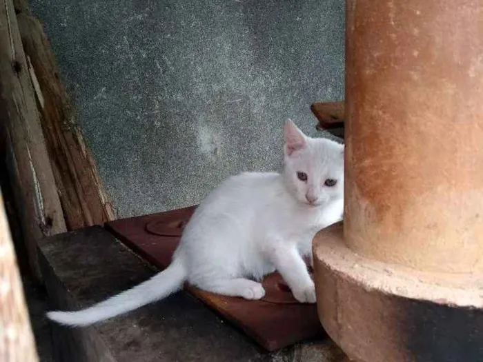 Gato ra a  idade 2 a 6 meses nome Ainda não tem nome 