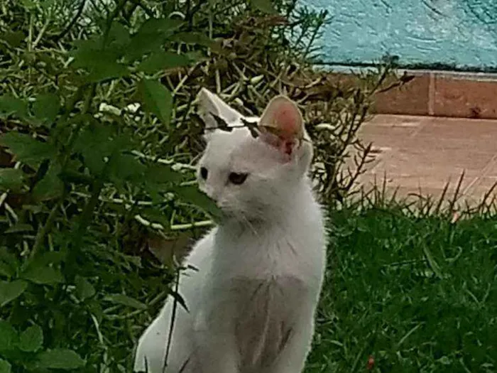 Gato ra a  idade 2 a 6 meses nome Ainda não tem nome 