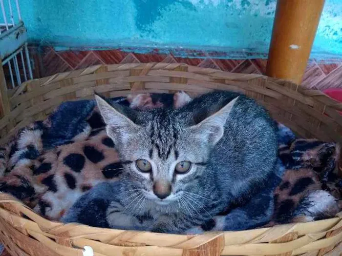 Gato ra a  idade 2 a 6 meses nome Ainda não tem nome 