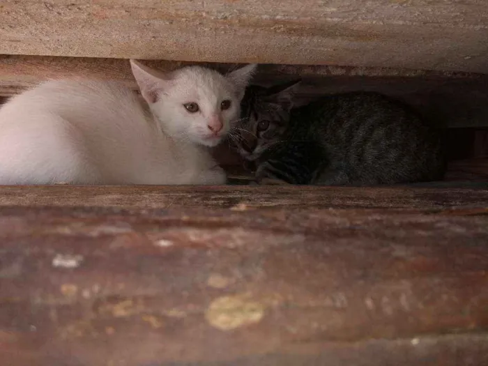 Gato ra a  idade 2 a 6 meses nome Ainda não tem nome 