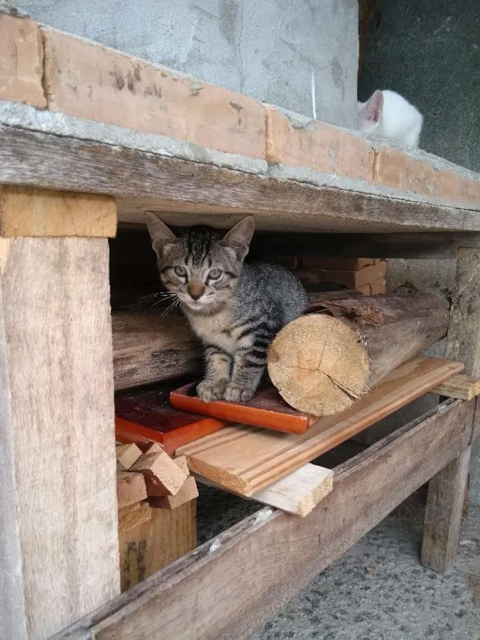 Gato ra a  idade 2 a 6 meses nome Ainda não tem nome.
