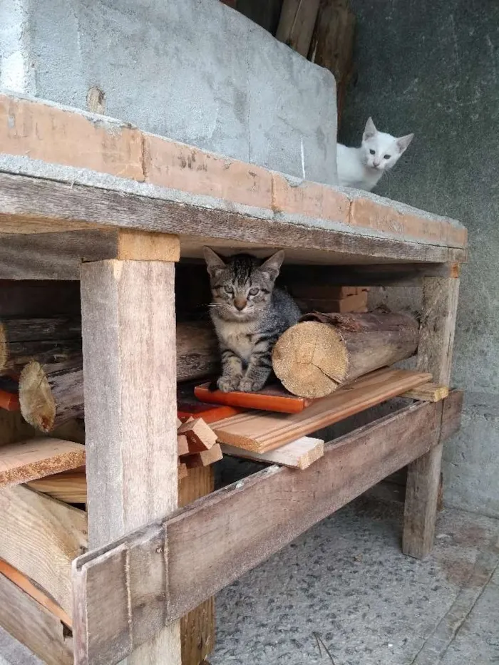 Gato ra a  idade 2 a 6 meses nome Ainda não tem nome.