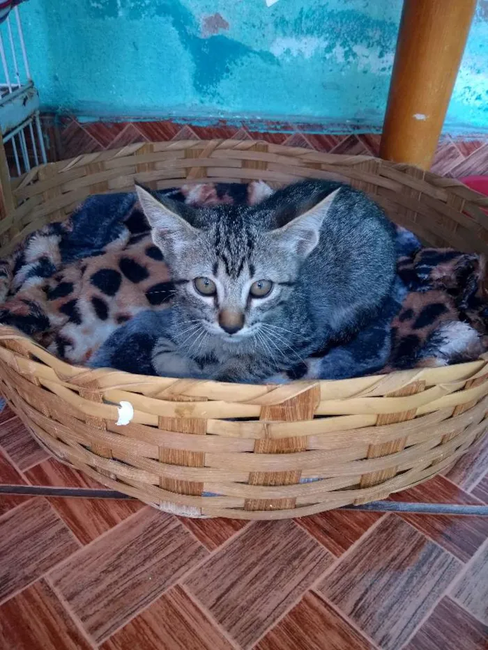 Gato ra a  idade 2 a 6 meses nome Ainda não tem nome.