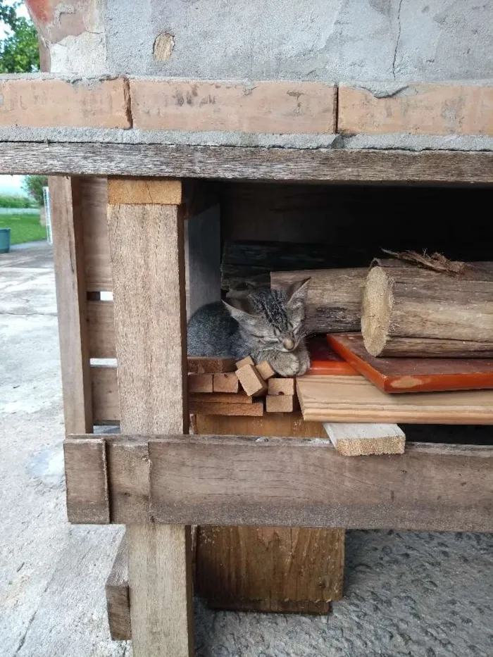 Gato ra a  idade 2 a 6 meses nome Ainda não tem nome.