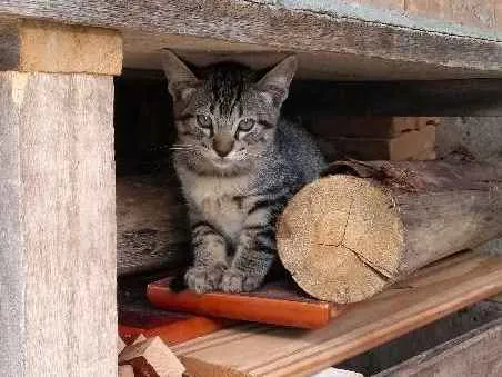 Gato ra a  idade 2 a 6 meses nome Ainda não tem nome.