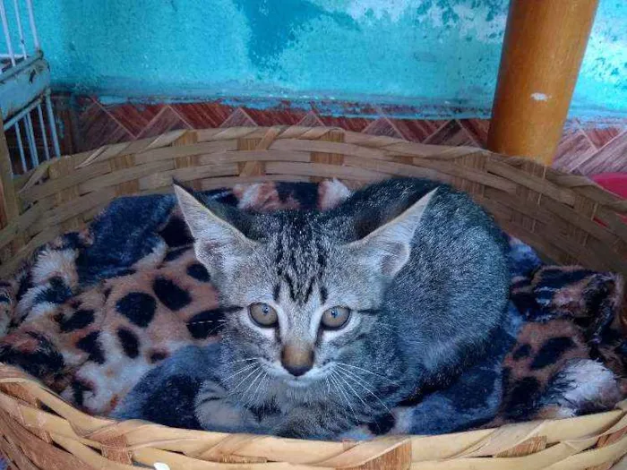Gato ra a  idade 2 a 6 meses nome Ainda não tem nome.