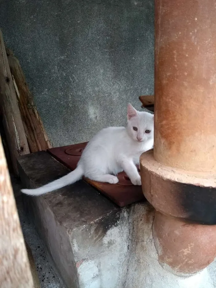 Gato ra a  idade 2 a 6 meses nome Ainda não tem nome 