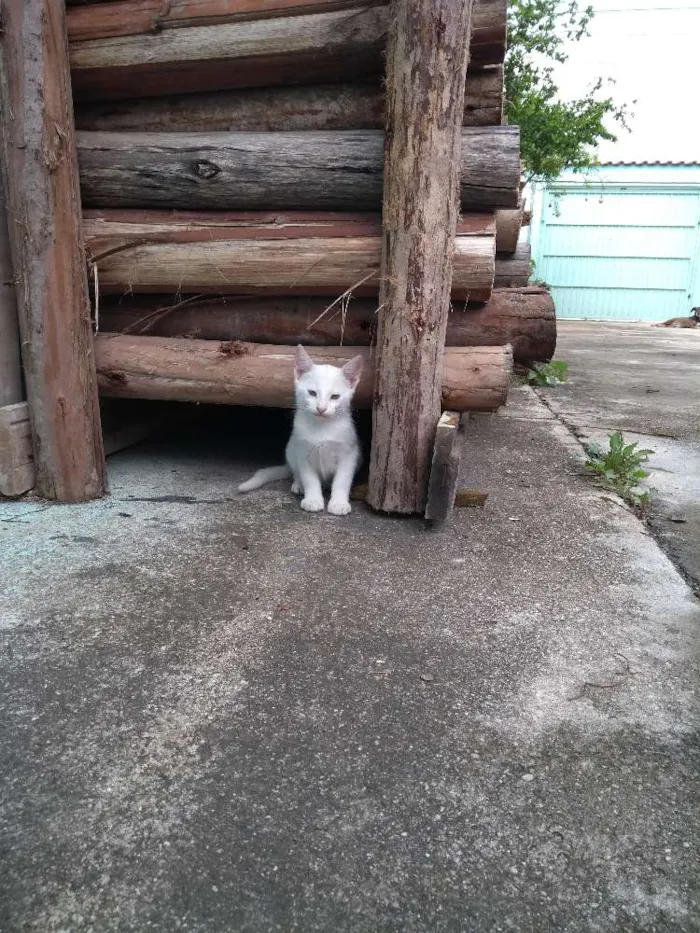 Gato ra a  idade 2 a 6 meses nome Ainda não tem nome 
