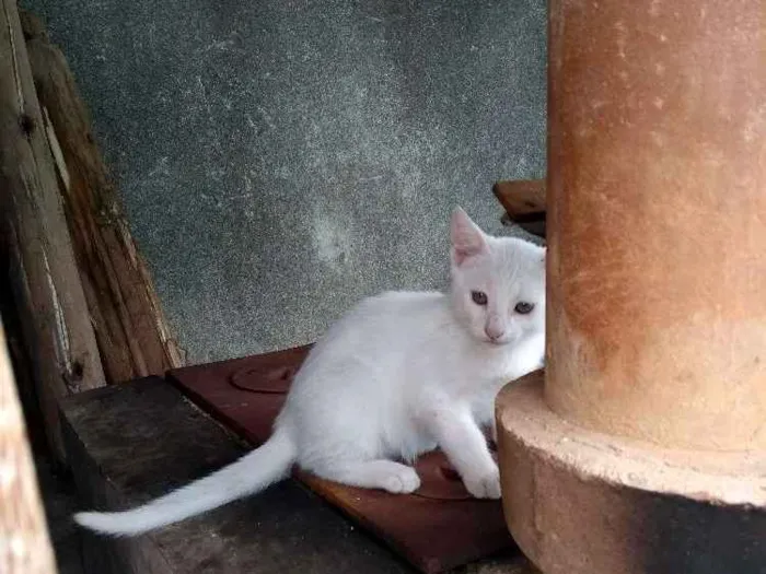 Gato ra a  idade 2 a 6 meses nome Ainda não tem nome 