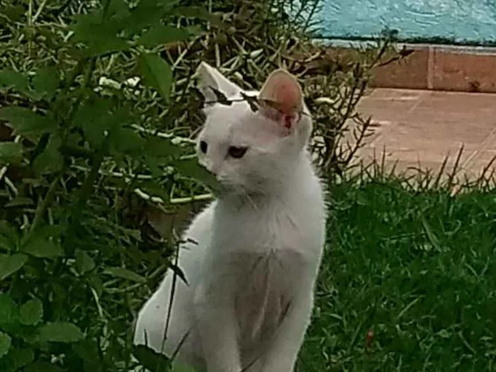 Gato ra a  idade 2 a 6 meses nome Ainda não tem nome 