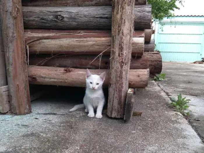 Gato ra a  idade 2 a 6 meses nome Ainda não tem nome 