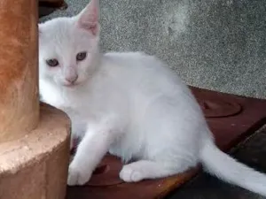Gato raça  idade 2 a 6 meses nome Ainda não tem nome 