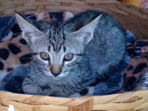 Gato raça  idade 2 a 6 meses nome Ainda não tem nome.