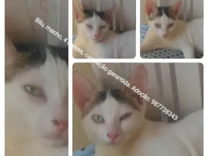 Gato raça não sei :( idade 2 a 6 meses nome Bilu