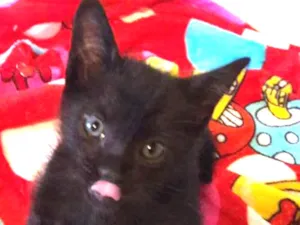 Gato raça SRD idade 2 a 6 meses nome Pérola 