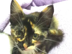 Gato raça SRD idade 2 a 6 meses nome Miska