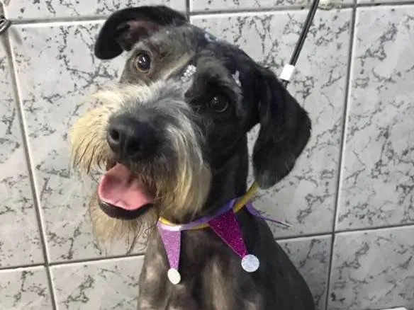 Cachorro ra a Srd (parece Schnauser) idade 1 ano nome Katy 