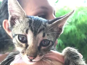 Gato raça  idade 2 a 6 meses nome Simba