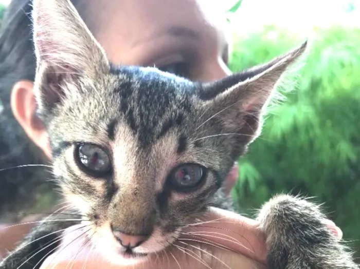 Gato ra a  idade 2 a 6 meses nome Simba