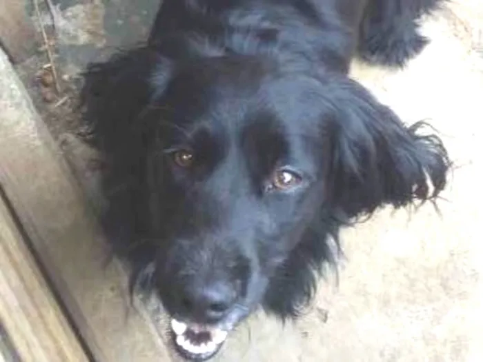 Cachorro ra a Cocker  idade 1 ano nome Rabito 