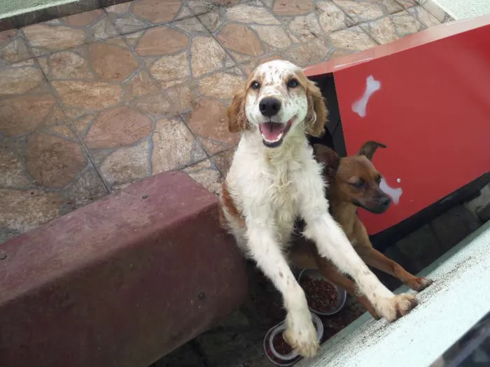 Cachorro raça Não definida idade 1 ano nome Ferrugem e Betina