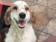 Ferrugem e Betina