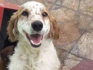 Cachorro raça Não definida idade 1 ano nome Ferrugem e Betina