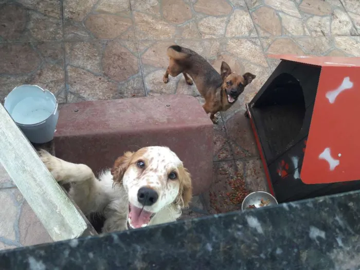 Cachorro raça Não definida idade 1 ano nome Ferrugem e Betina