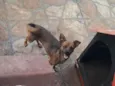 Ferrugem e Betina
