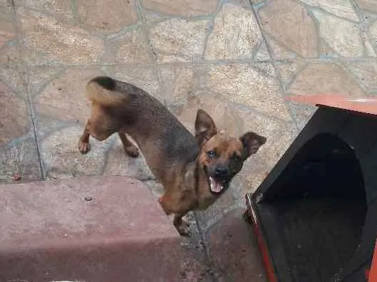 Cachorro raça Não definida idade 1 ano nome Ferrugem e Betina