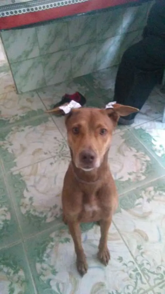 Cachorro ra a Vira lata/pitbull idade 3 anos nome Coda