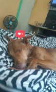 Coda