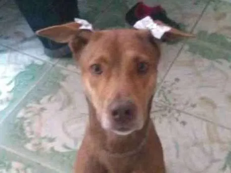 Cachorro ra a Vira lata/pitbull idade 3 anos nome Coda