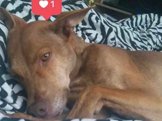 Cachorro ra a Vira lata/pitbull idade 3 anos nome Coda