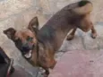 Ferrugem e Betina