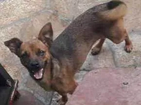 Cachorro raça Não definida idade 1 ano nome Ferrugem e Betina