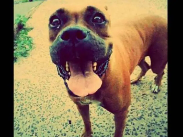 Cachorro ra a Boxer  idade 6 ou mais anos nome Mila 