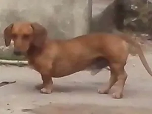 Cachorro raça Basset-Cofap idade 5 anos nome freti