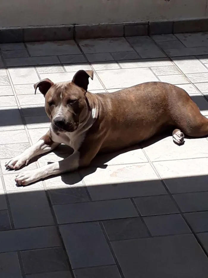 Cachorro ra a American stanforshare idade 7 a 11 meses nome Rayca