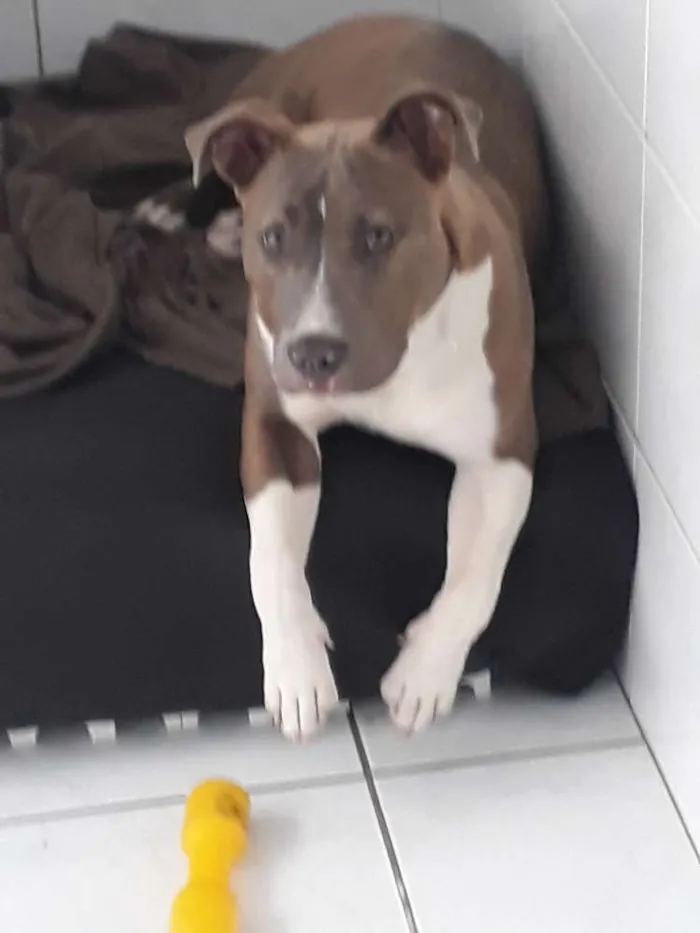 Cachorro ra a American stanforshare idade 7 a 11 meses nome Rayca