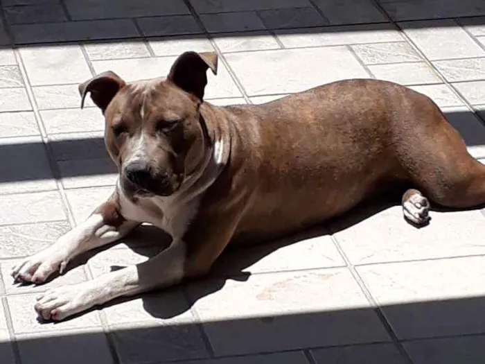 Cachorro ra a American stanforshare idade 7 a 11 meses nome Rayca