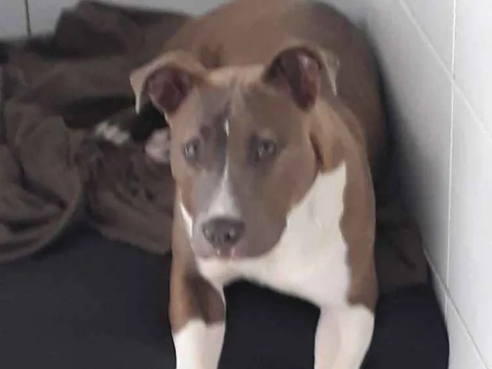 Cachorro ra a American stanforshare idade 7 a 11 meses nome Rayca