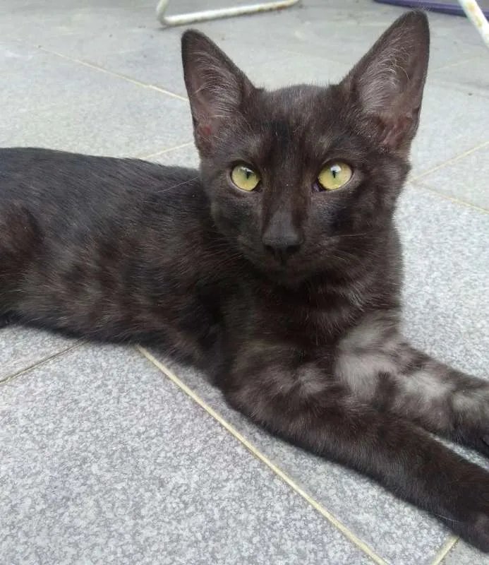 Gato ra a SRD idade 2 a 6 meses nome MAX
