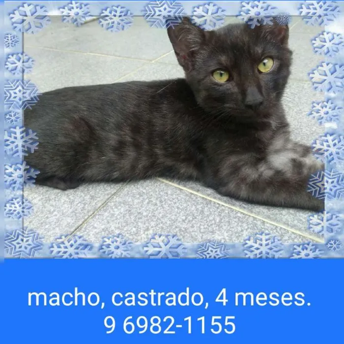 Gato ra a SRD idade 2 a 6 meses nome MAX