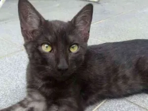 Gato raça SRD idade 2 a 6 meses nome MAX