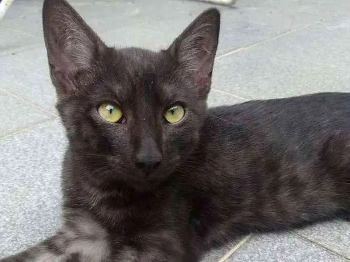 Gato ra a SRD idade 2 a 6 meses nome MAX