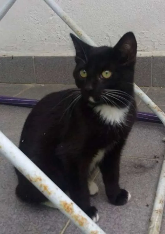 Gato ra a SRD idade 2 a 6 meses nome JULIA 
