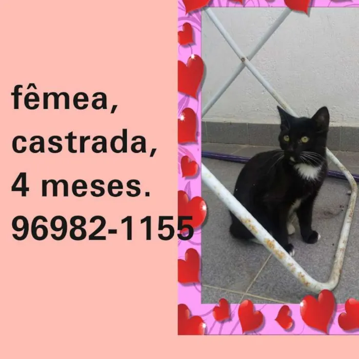 Gato ra a SRD idade 2 a 6 meses nome JULIA 