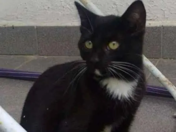 Gato ra a SRD idade 2 a 6 meses nome JULIA 