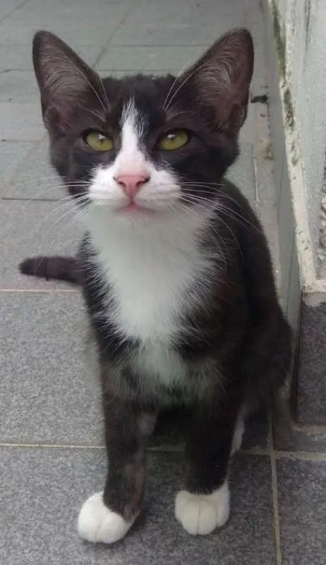 Gato ra a SRD idade 2 a 6 meses nome PAOLO